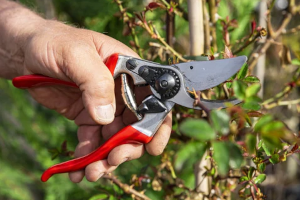 Felco schere blog